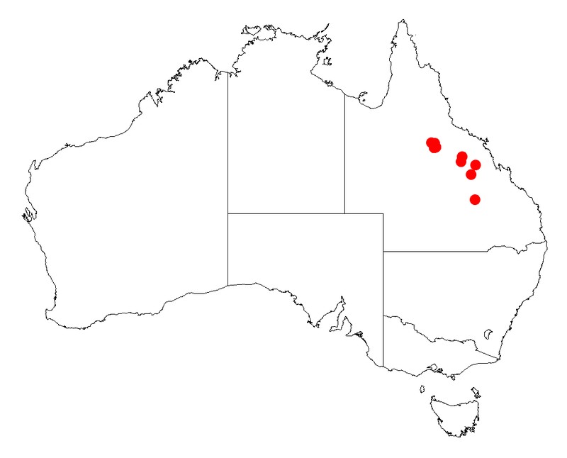 Acacia faucium