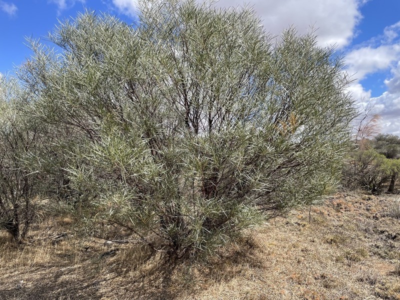 Acacia fauntleroyi photo 3