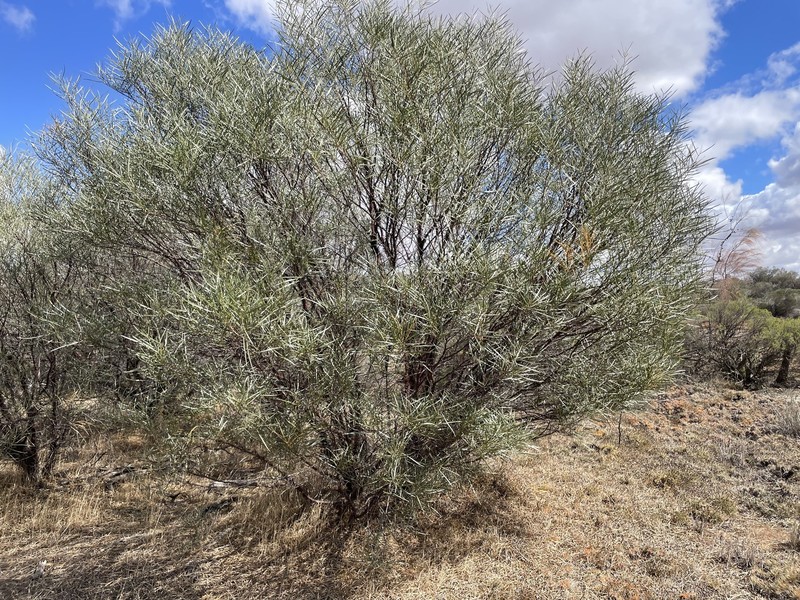 Acacia fauntleroyi photo 4