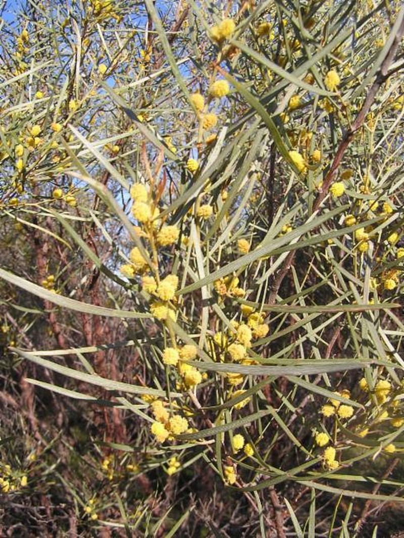 Acacia fauntleroyi photo 5