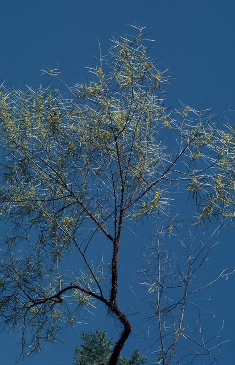 Acacia fauntleroyi