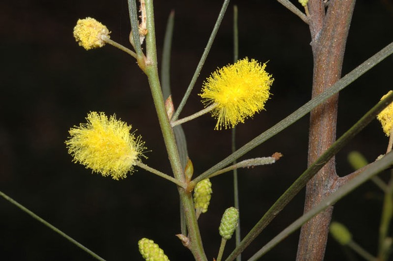 Acacia fauntleroyi photo 2