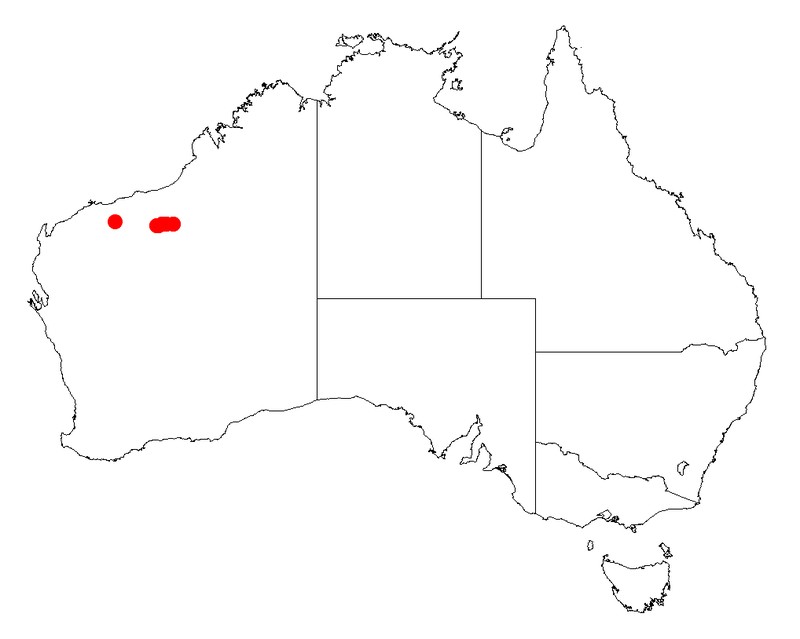 Acacia fecunda