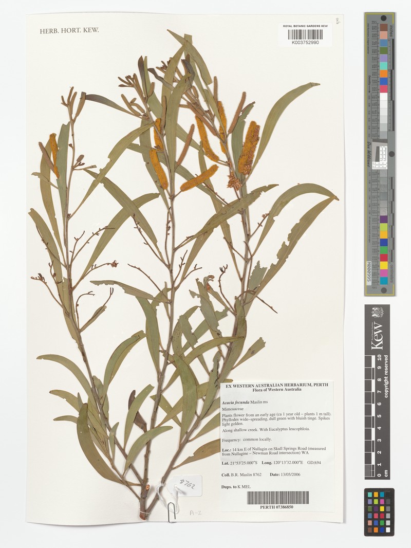 Acacia fecunda photo 2