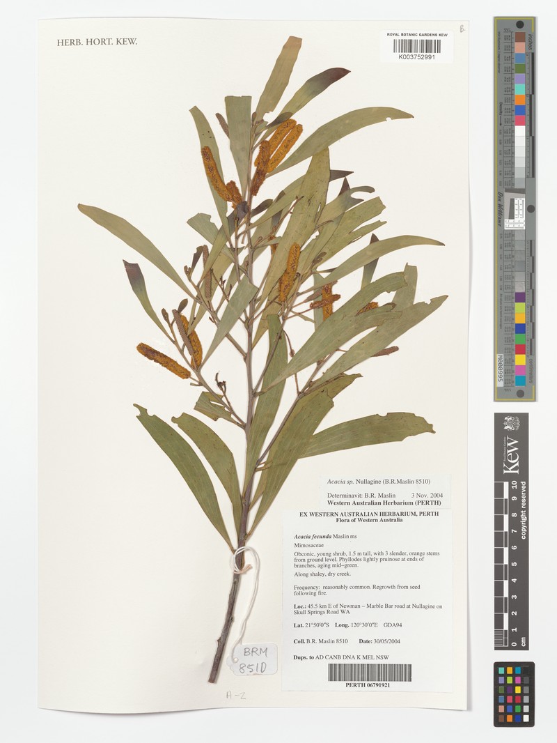 Acacia fecunda photo 3