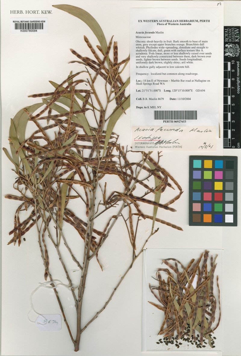 Acacia fecunda photo 4