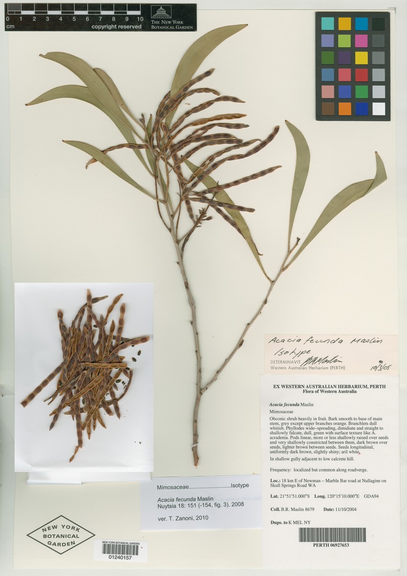 Acacia fecunda photo 5