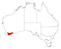 Acacia ferocior