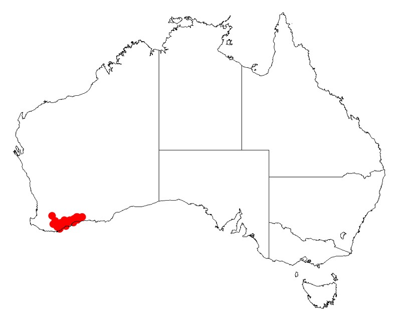 Acacia ferocior