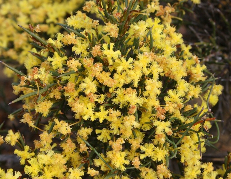 Acacia ferocior photo 2