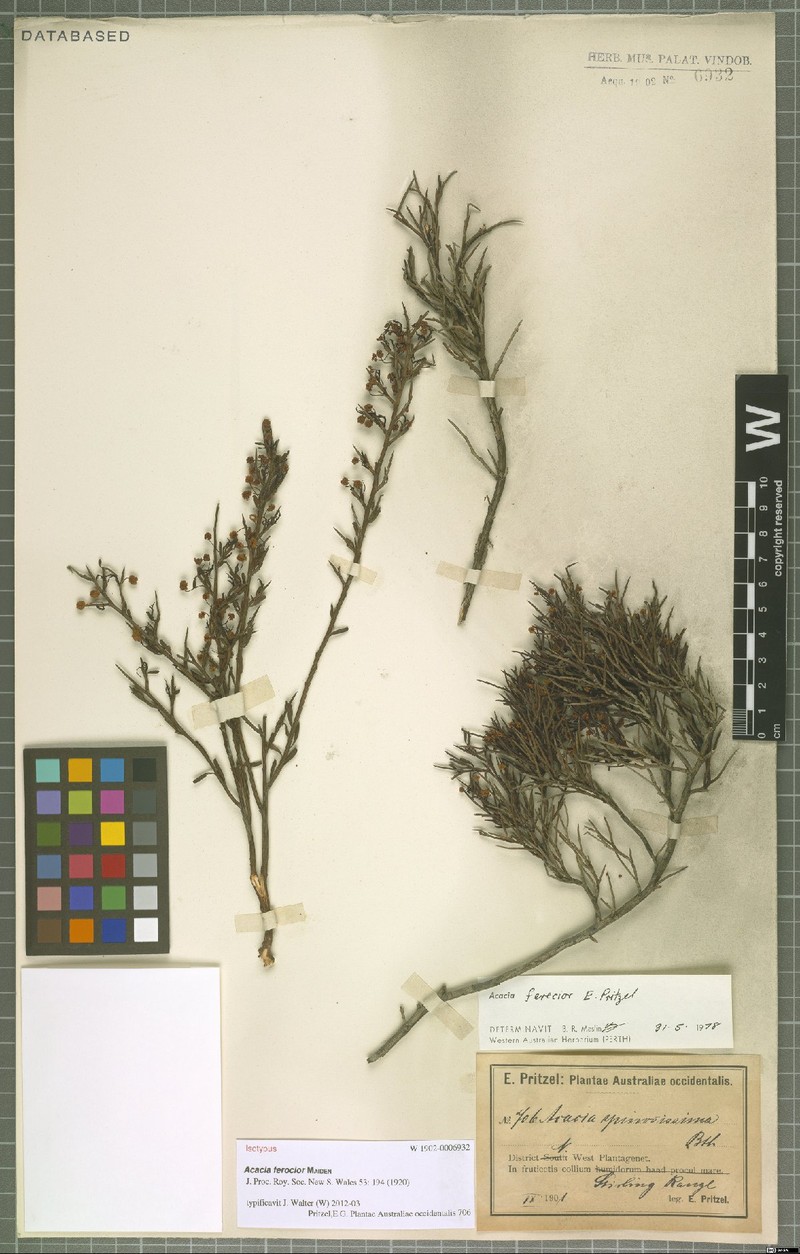 Acacia ferocior photo 5