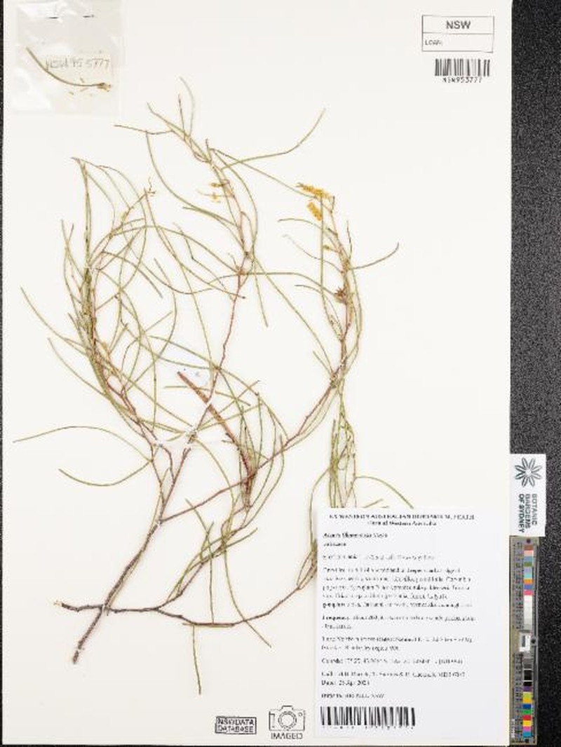 Acacia filamentosa photo 2