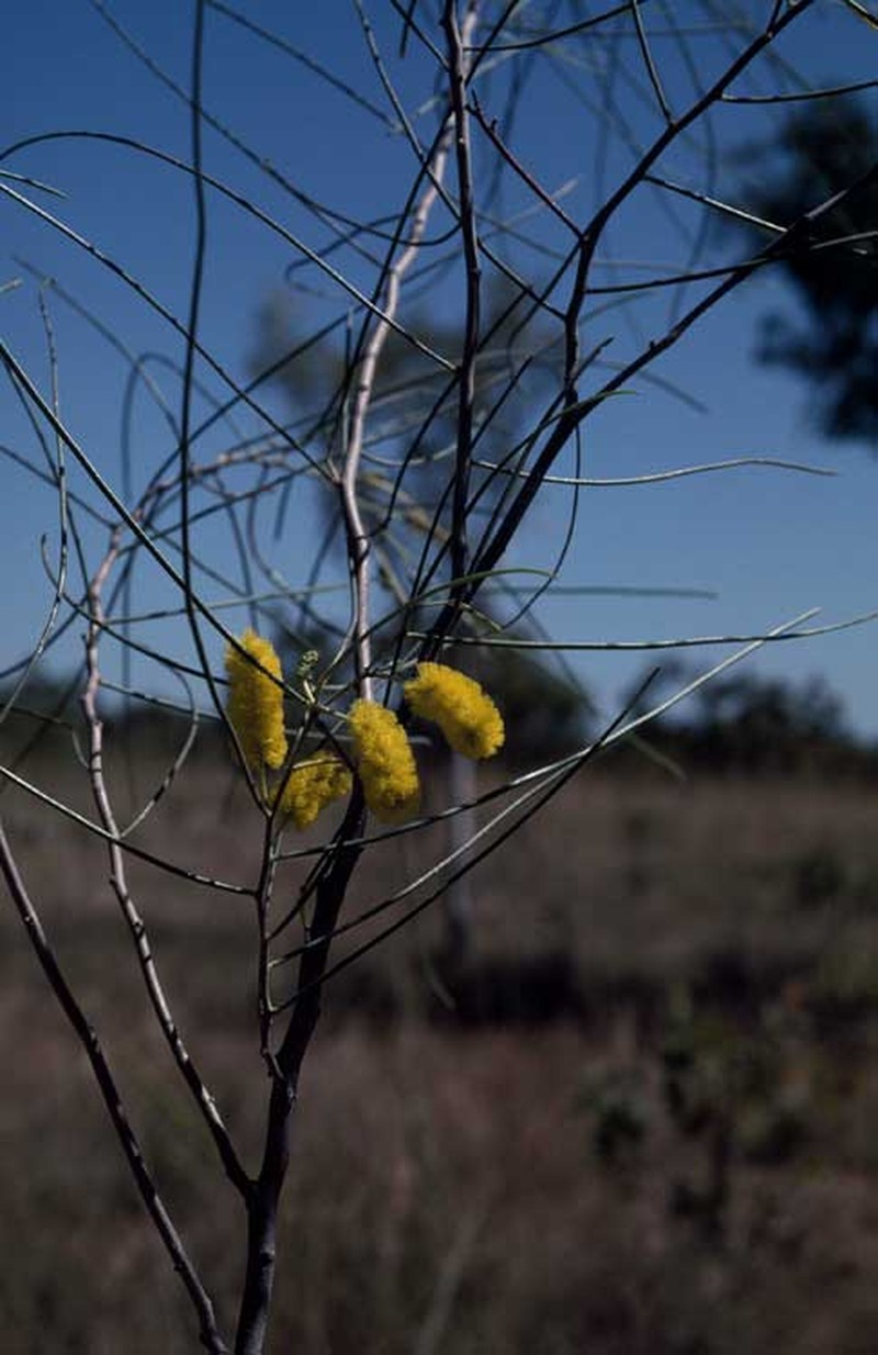 Acacia filamentosa