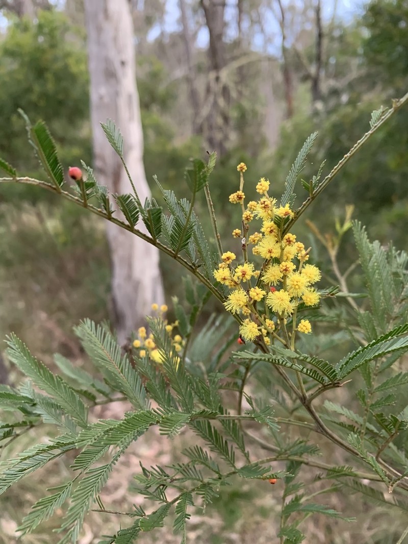 Acacia filicifolia photo 2