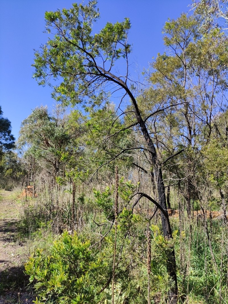 Acacia filicifolia photo 4