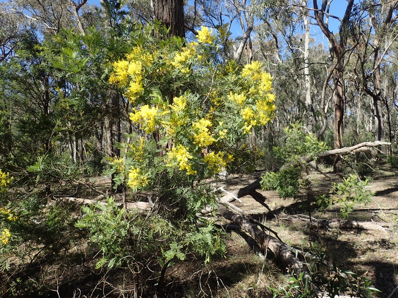 Acacia filicifolia photo 5