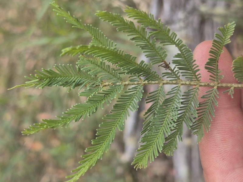 Acacia filicifolia photo 6