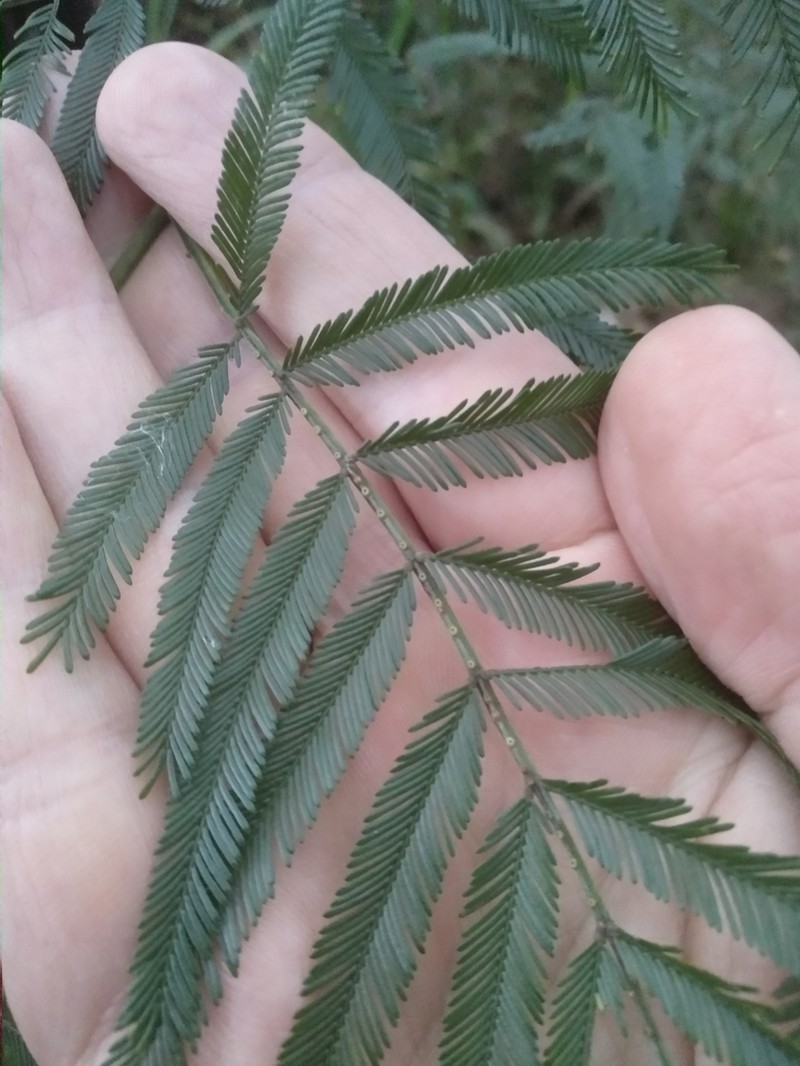 Acacia filicifolia photo 7