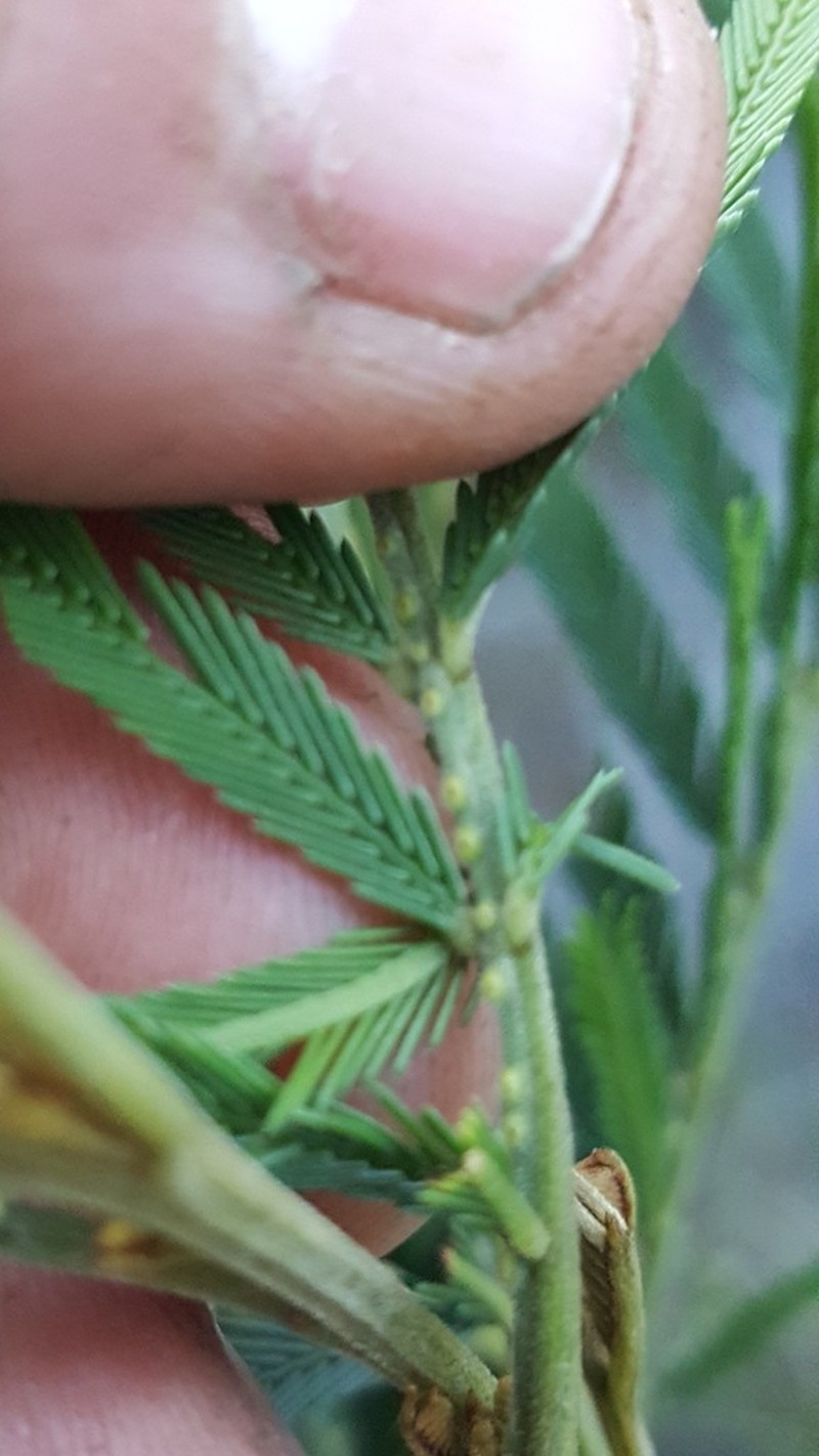 Acacia filicifolia photo 8