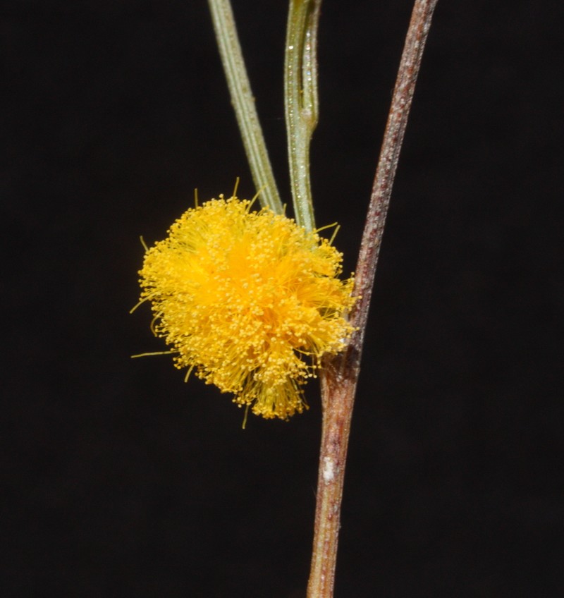 Acacia filifolia photo 2