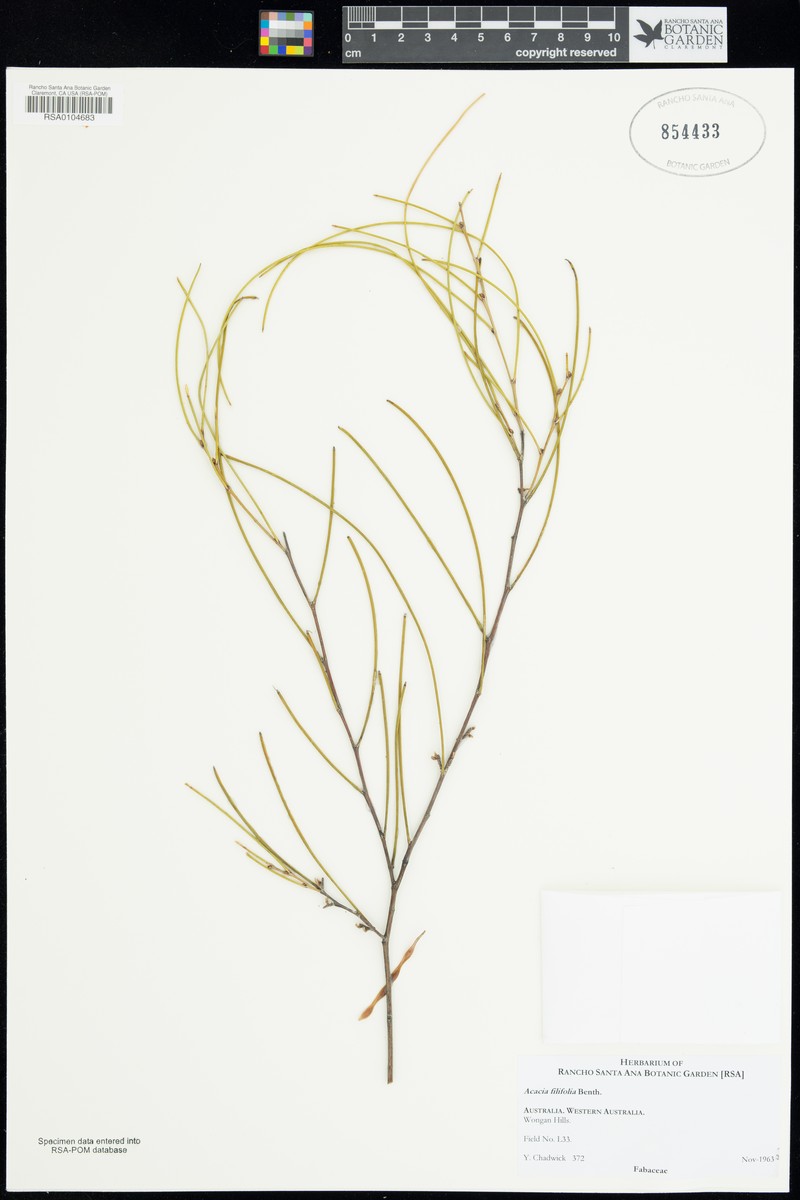Acacia filifolia photo 5