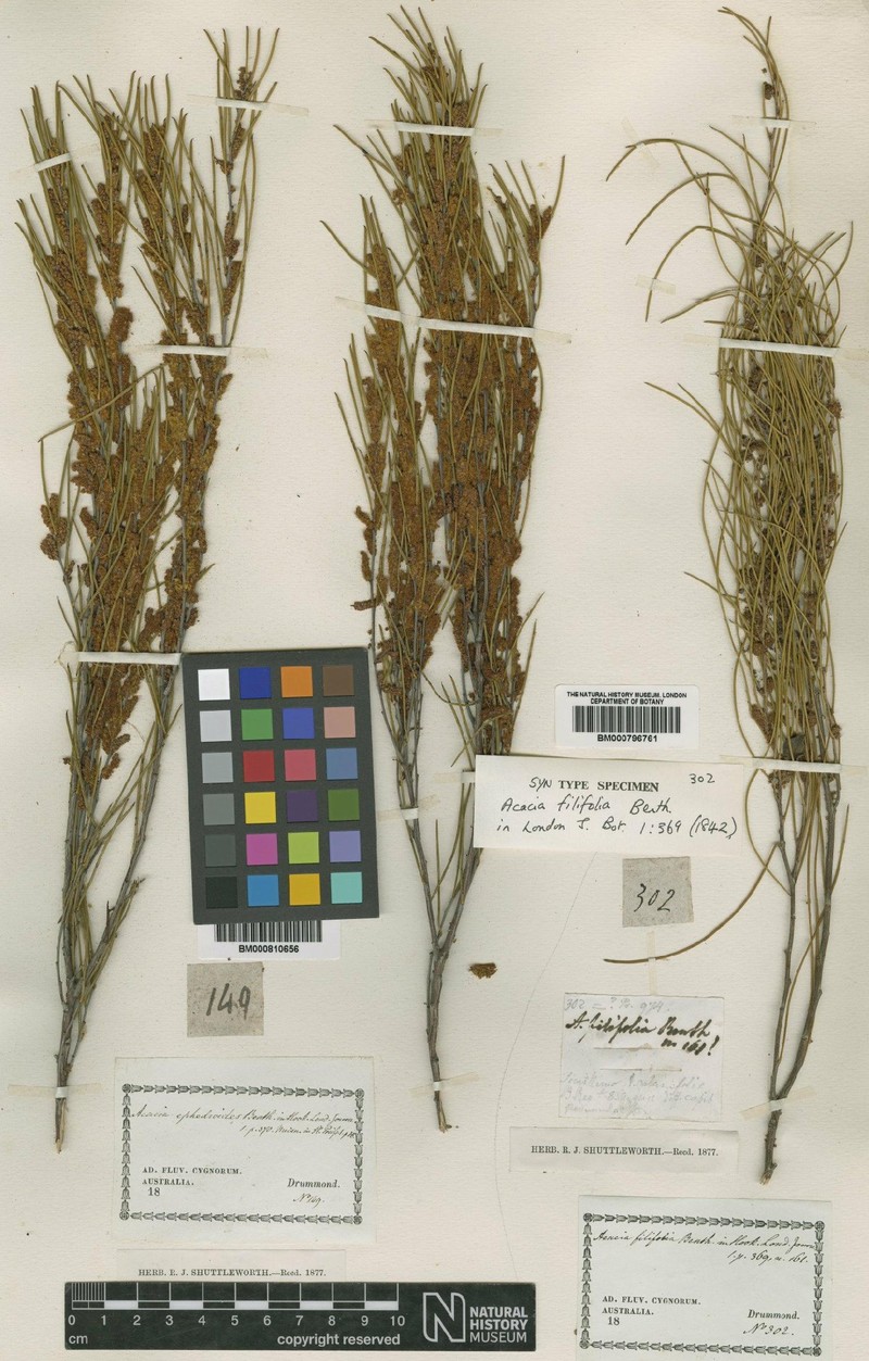 Acacia filifolia photo 6