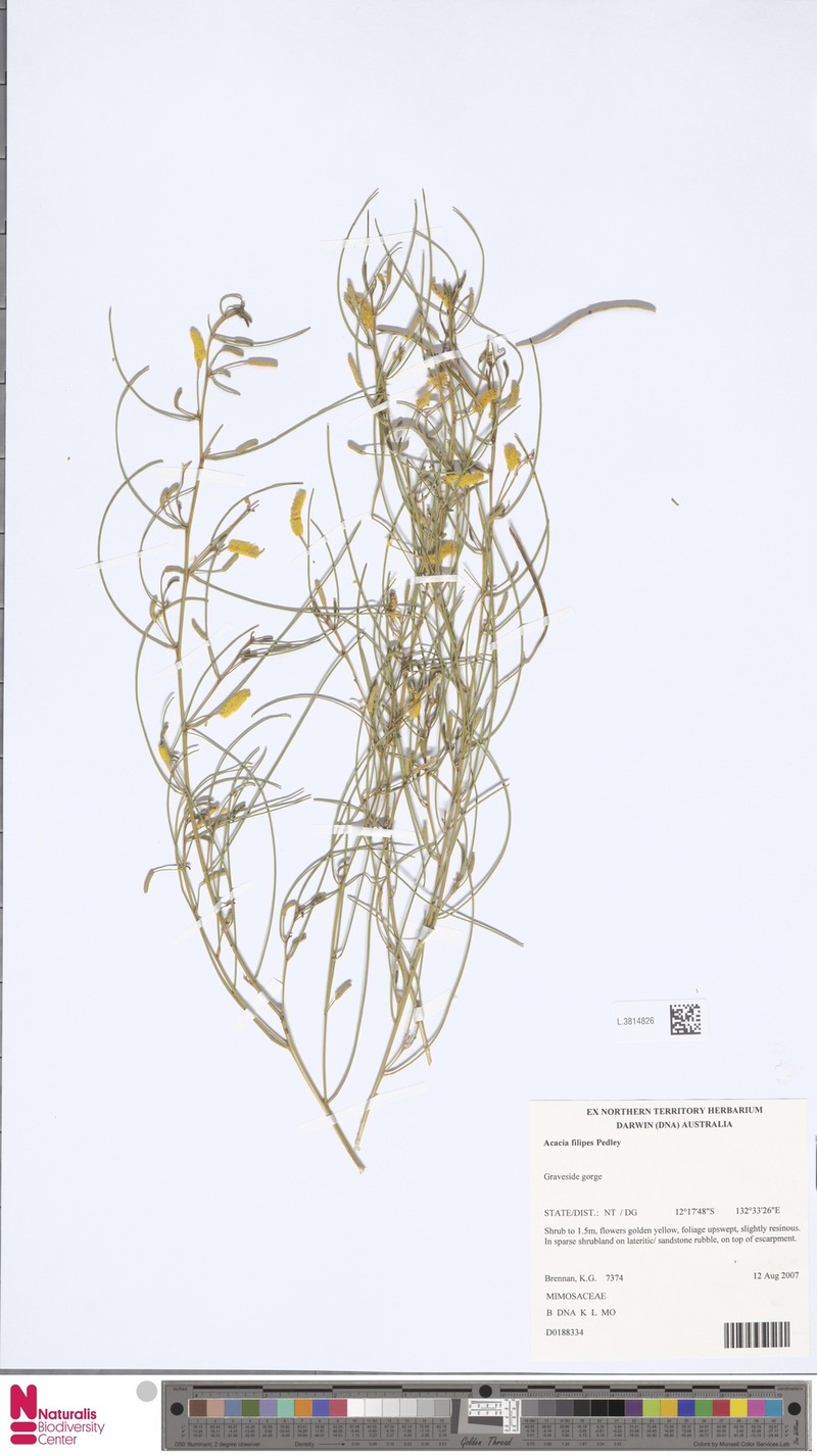Acacia filipes photo 2