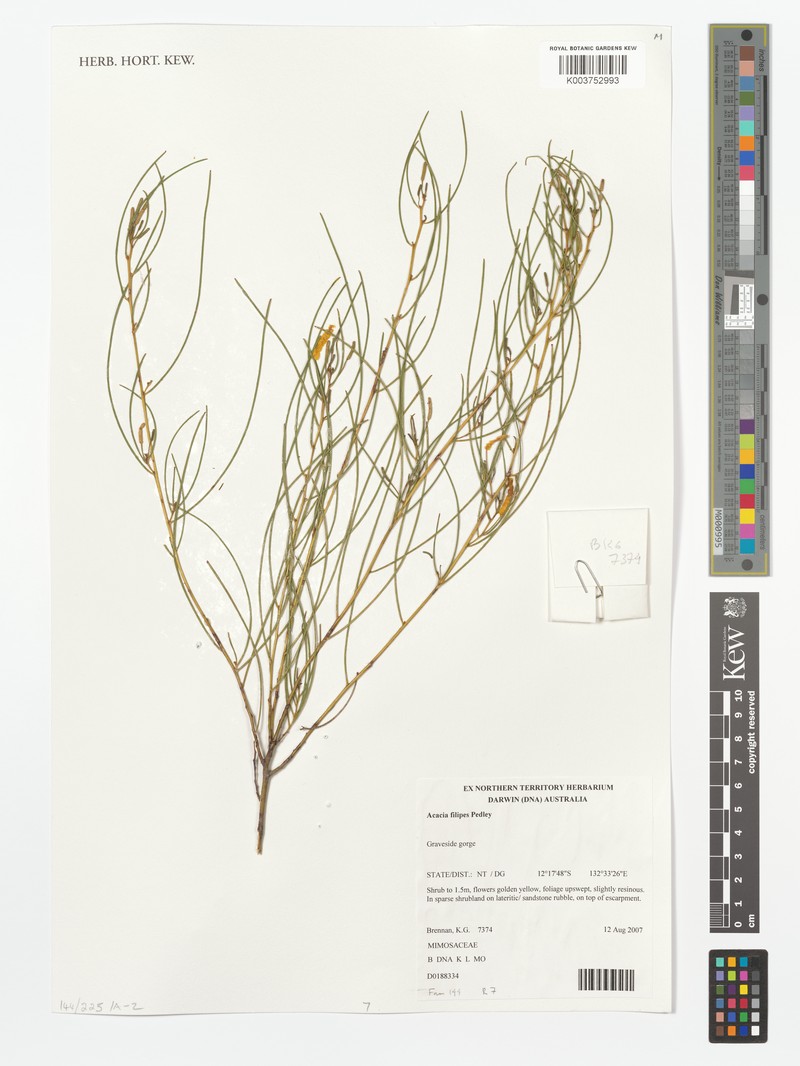 Acacia filipes