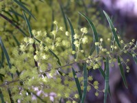 Fringed Wattle
