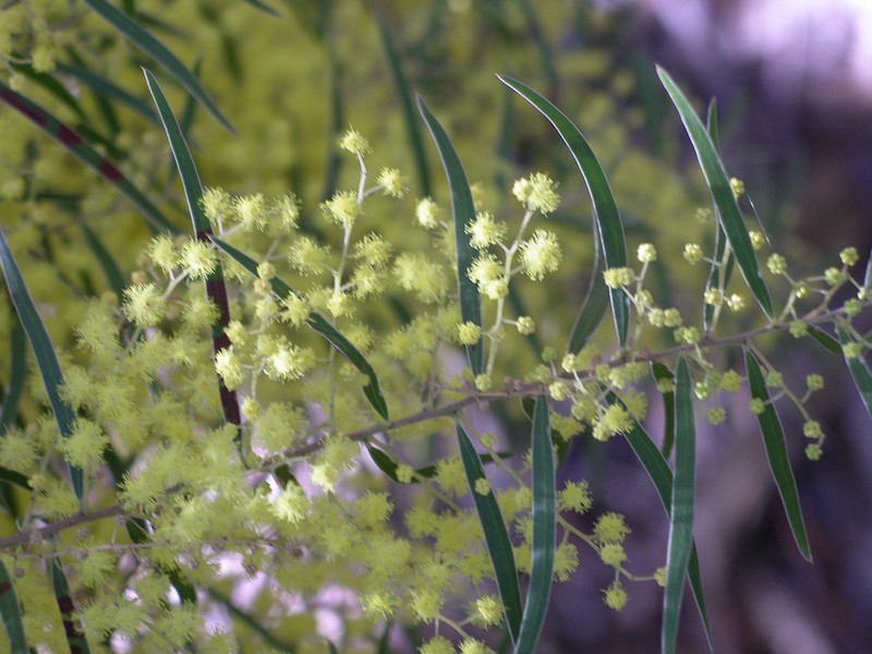 Fringed Wattle