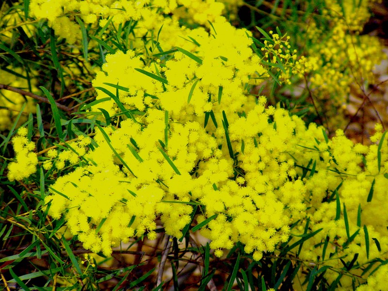 Fringed Wattle photo 2
