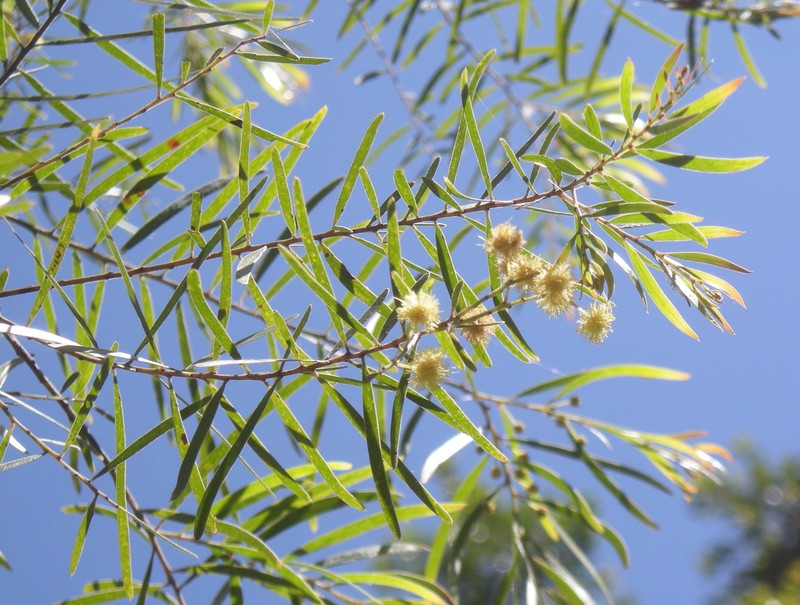 Fringed Wattle photo 3