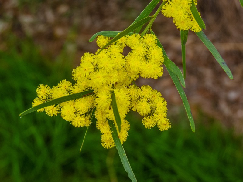 Fringed Wattle photo 4