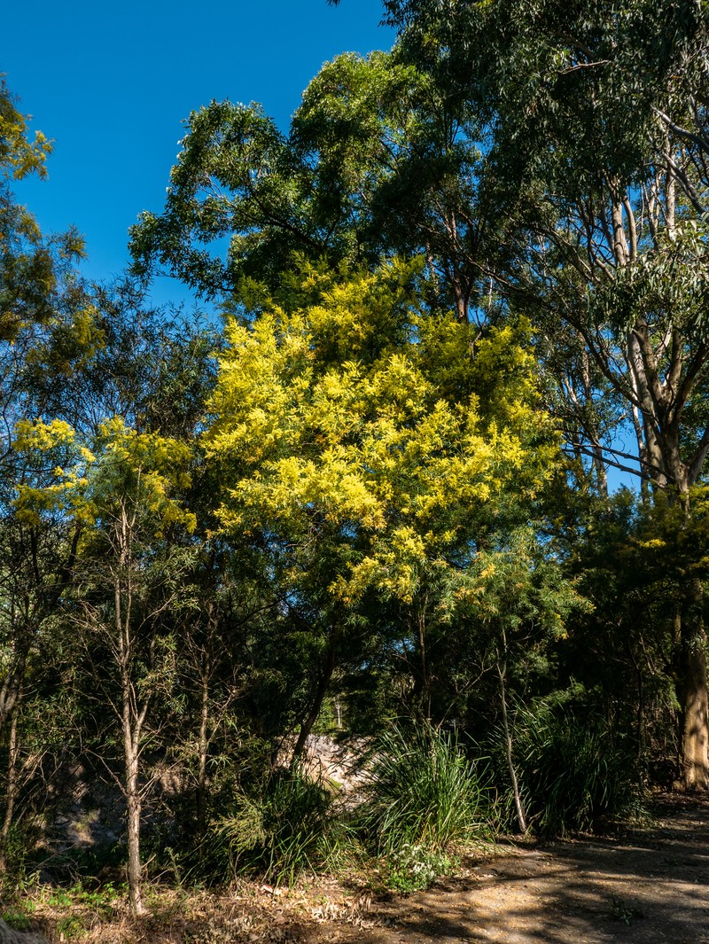 Fringed Wattle photo 5