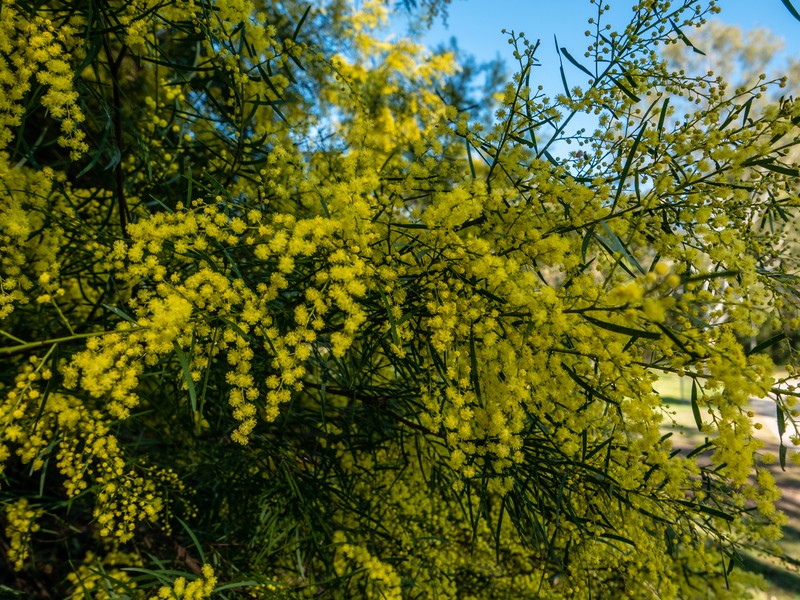 Fringed Wattle photo 6