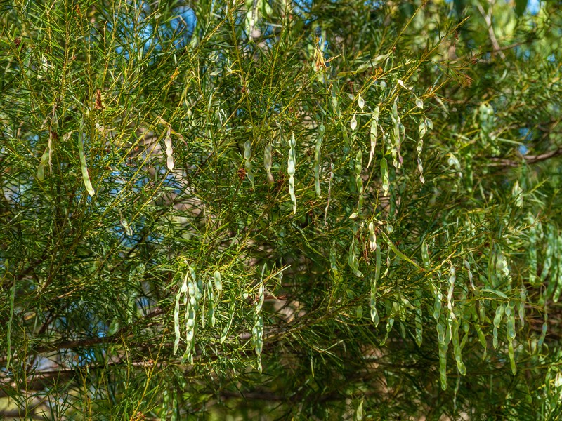 Fringed Wattle photo 7