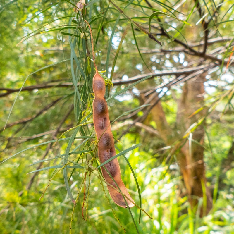 Fringed Wattle photo 8