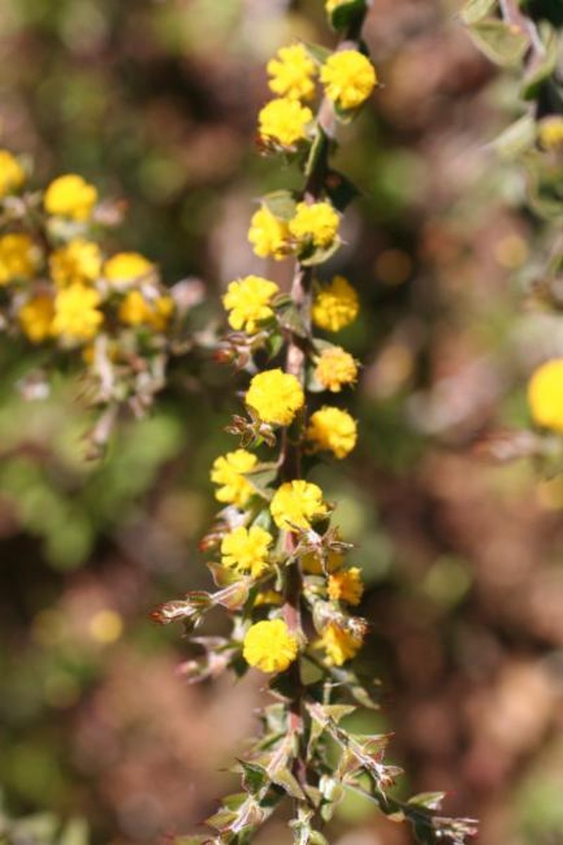 Acacia flabellifolia photo 2