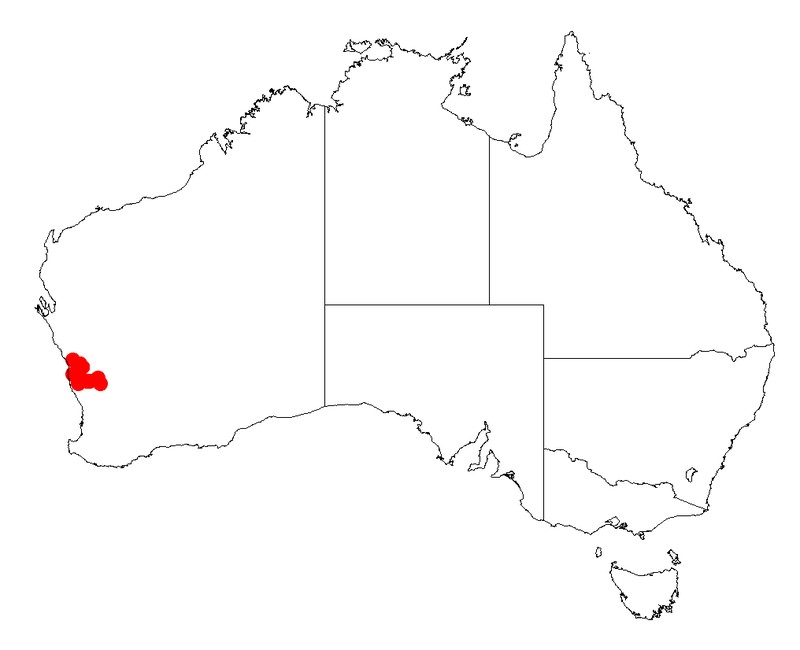 Acacia flabellifolia