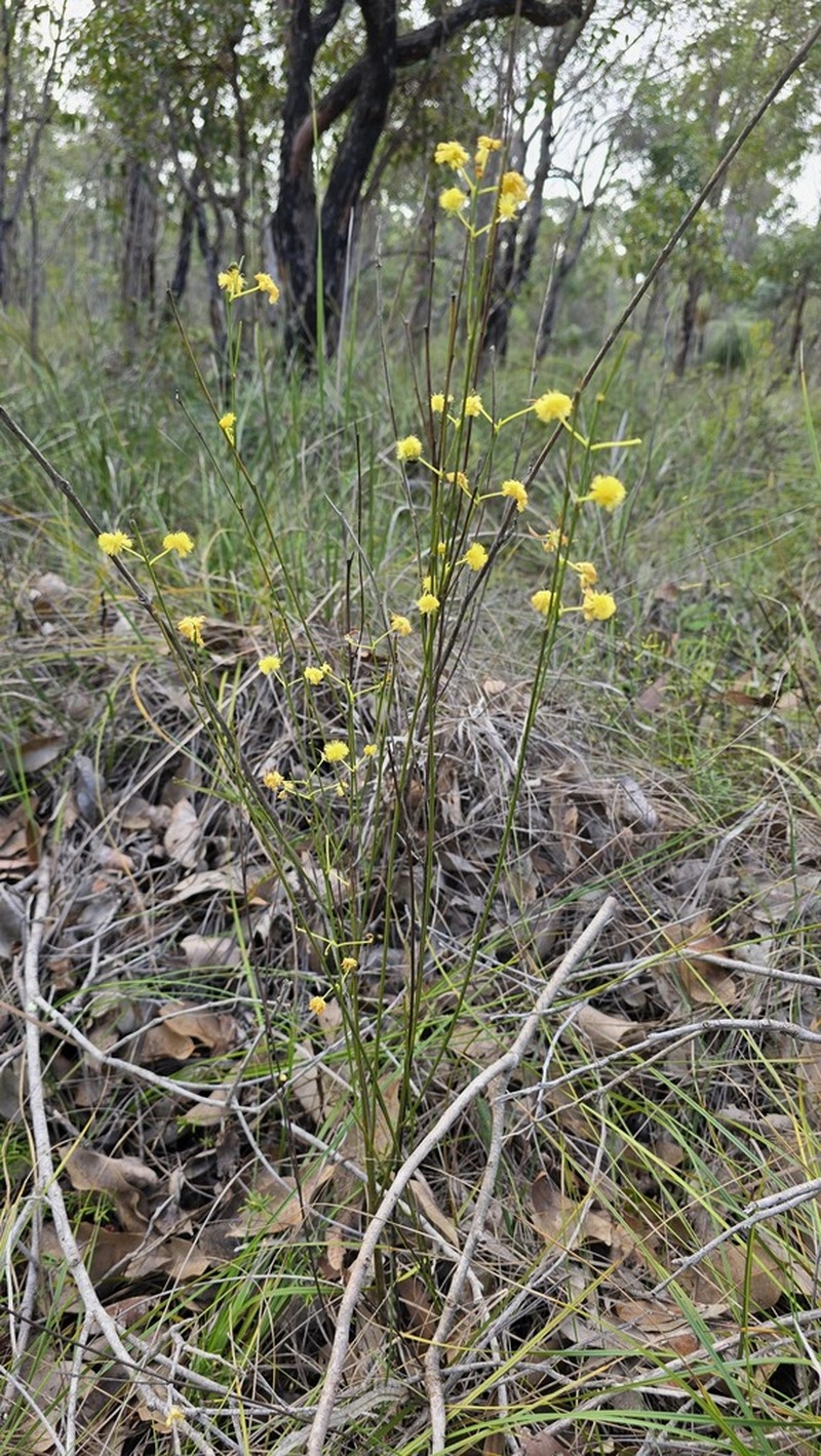Acacia flagelliformis