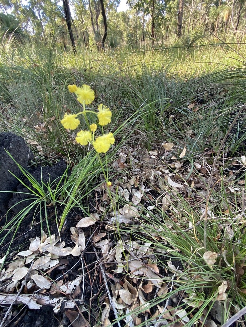 Acacia flagelliformis photo 2