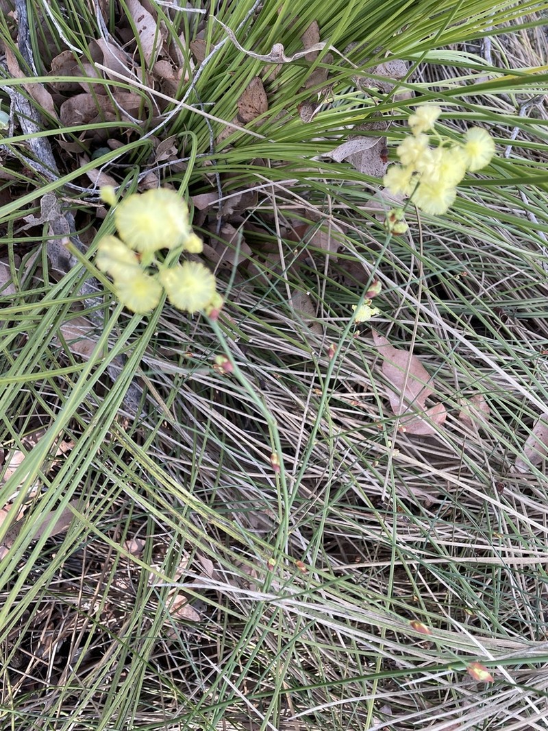 Acacia flagelliformis photo 3