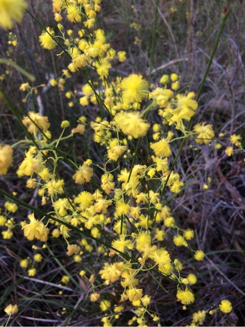 Acacia flagelliformis photo 4