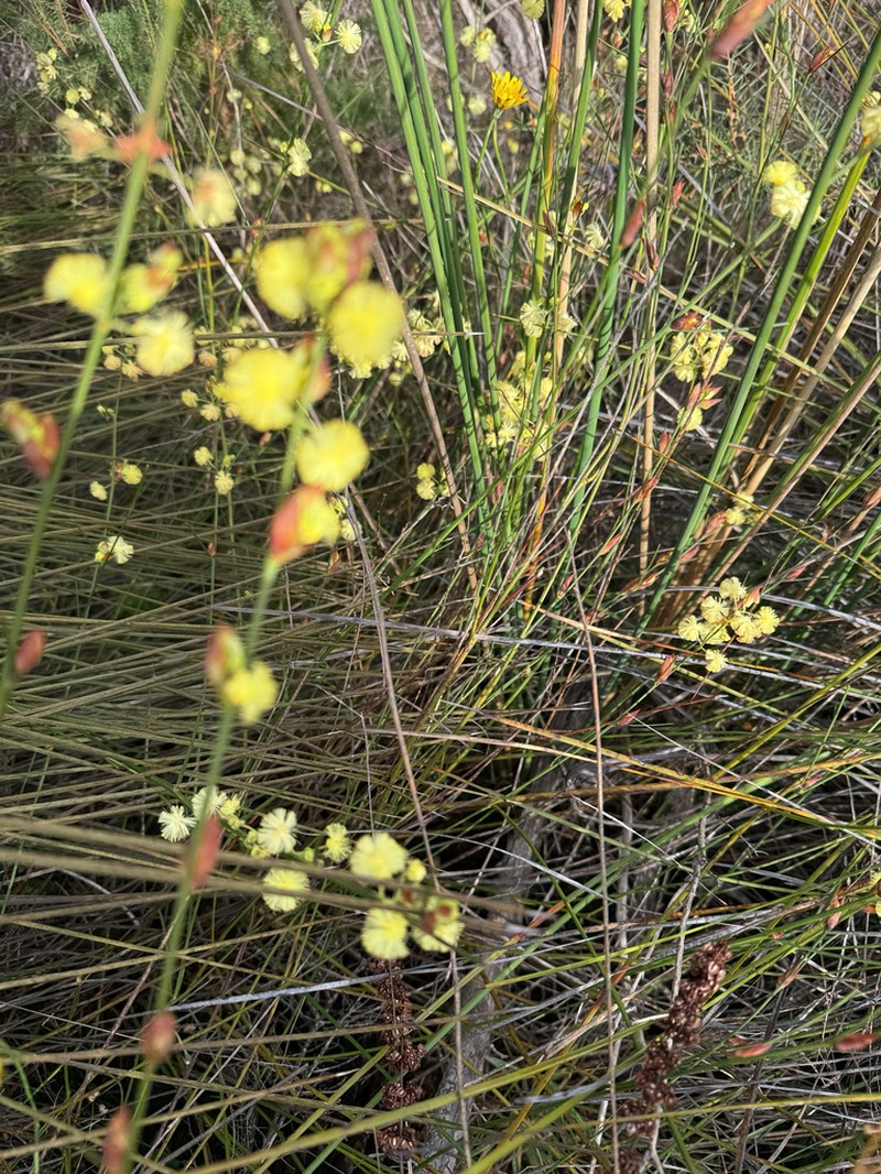 Acacia flagelliformis photo 5