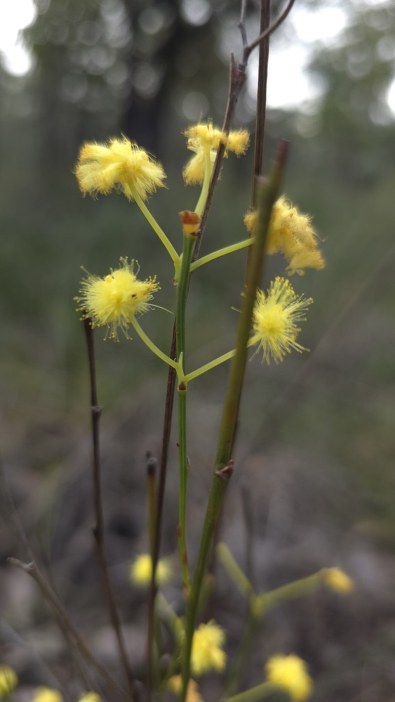 Acacia flagelliformis photo 6