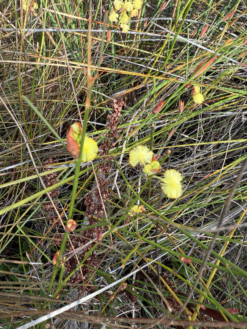 Acacia flagelliformis photo 7
