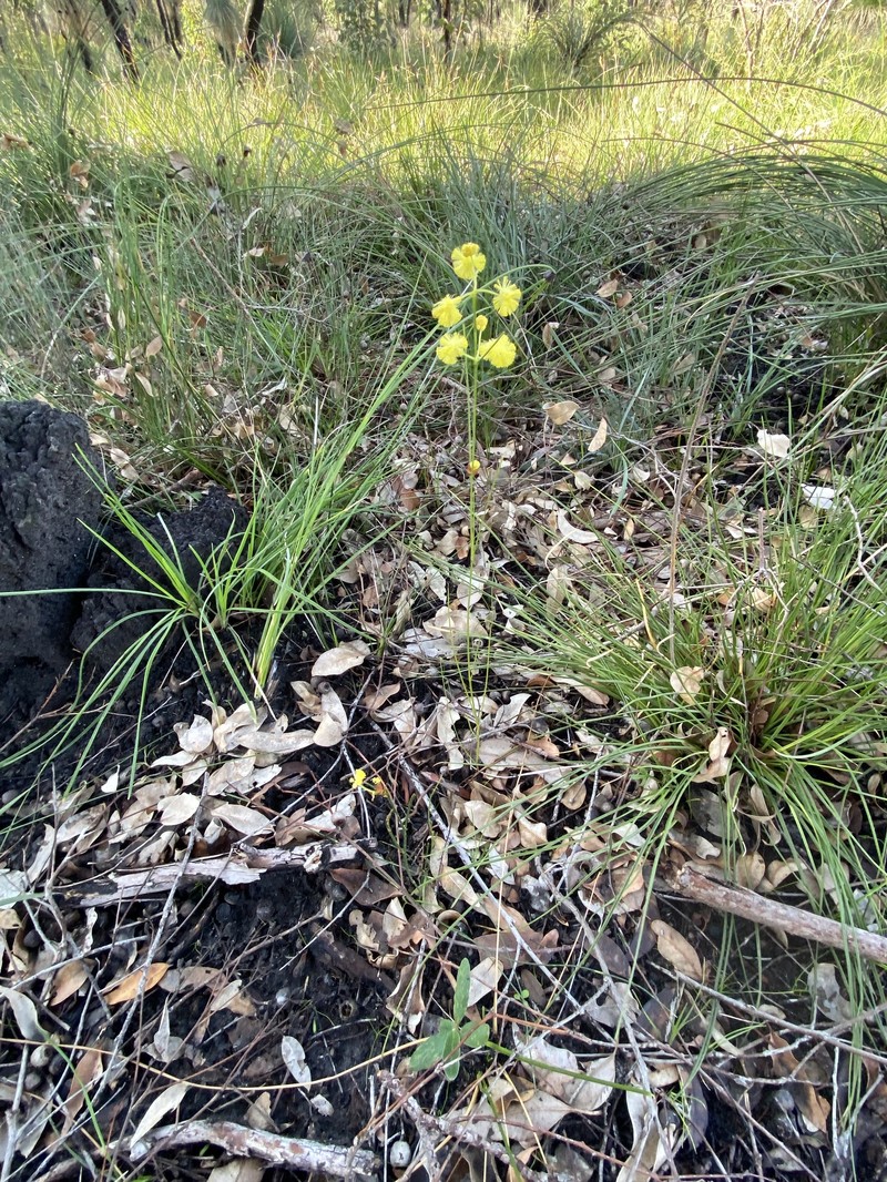 Acacia flagelliformis photo 8