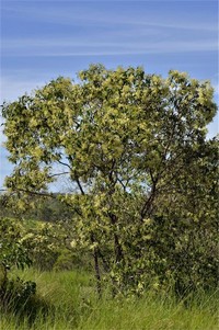 Acacia flavescens