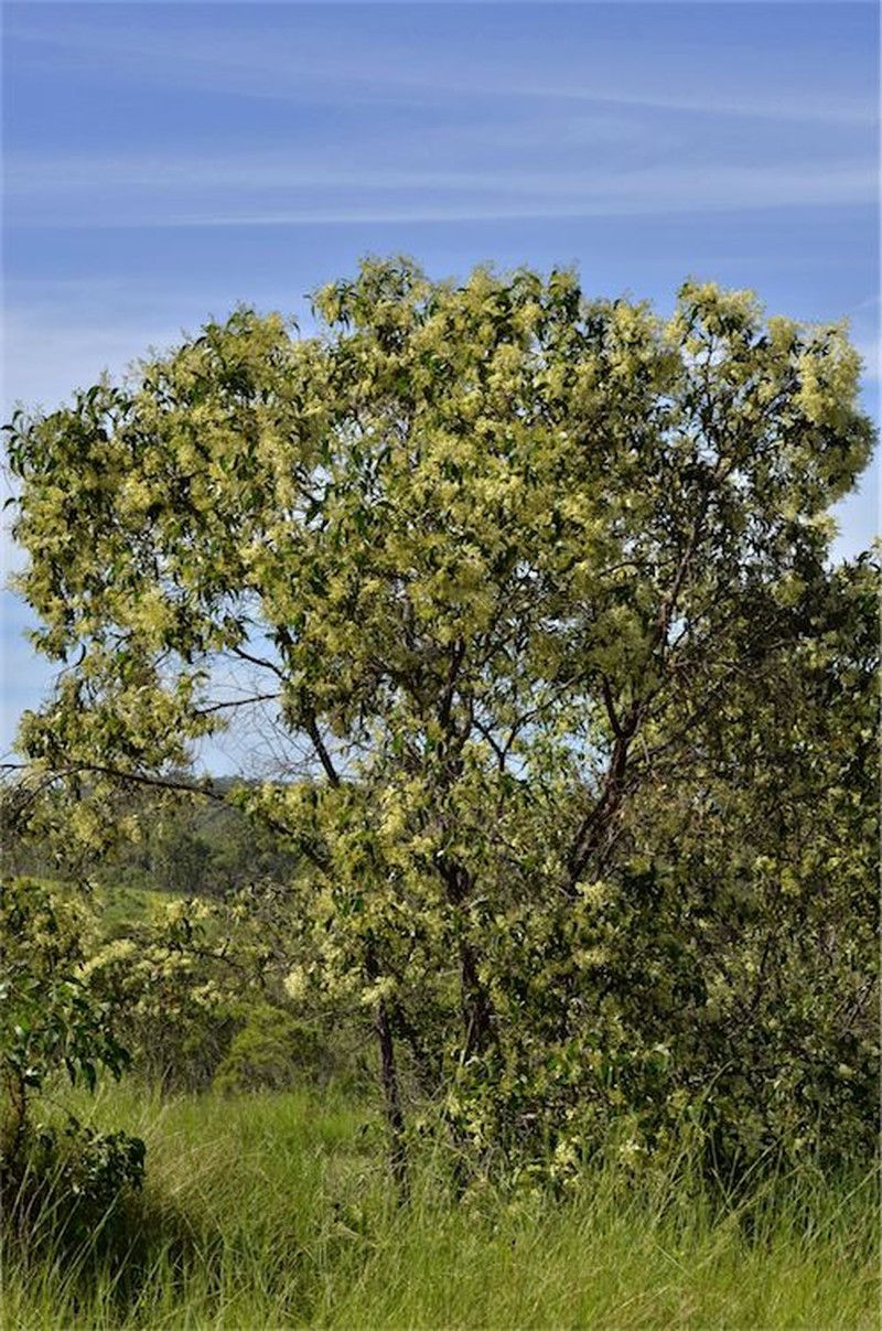 Acacia flavescens