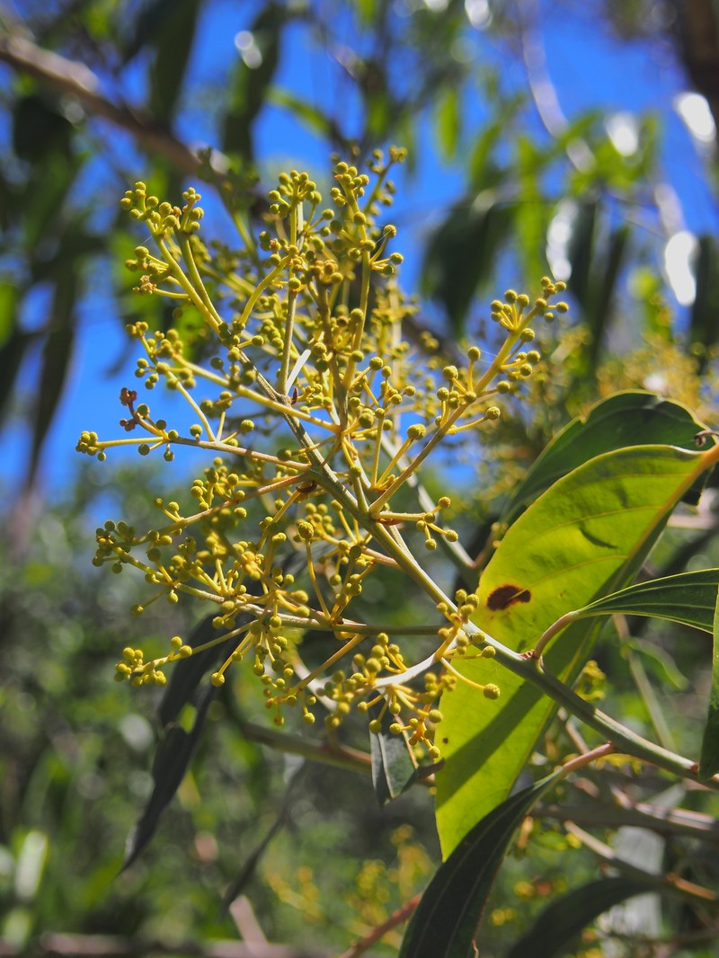 Acacia flavescens photo 2